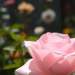 Pudrowy róż: z czym łączyć stylizacje na każdą okazję?