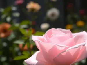 Pudrowy róż: z czym łączyć stylizacje na każdą okazję?